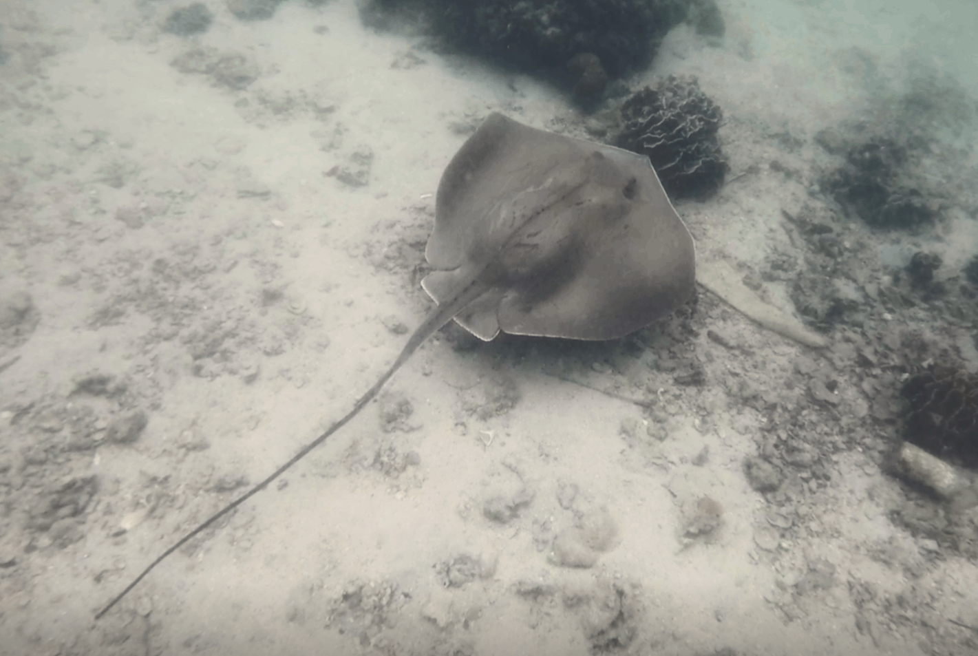 Bennett's Stingray photo 8
