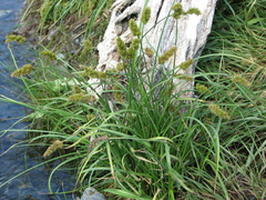 Carex laevissima