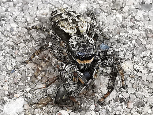 Fencepost jumping spider