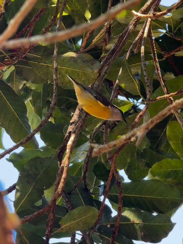 Bananaquit