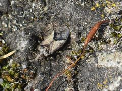 Nysius huttoni