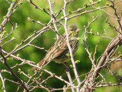 Emberiza personata