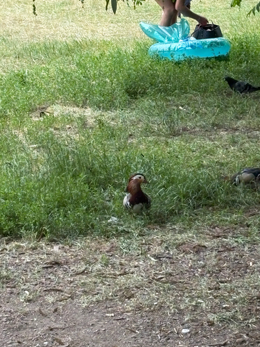 Mandarin Duck