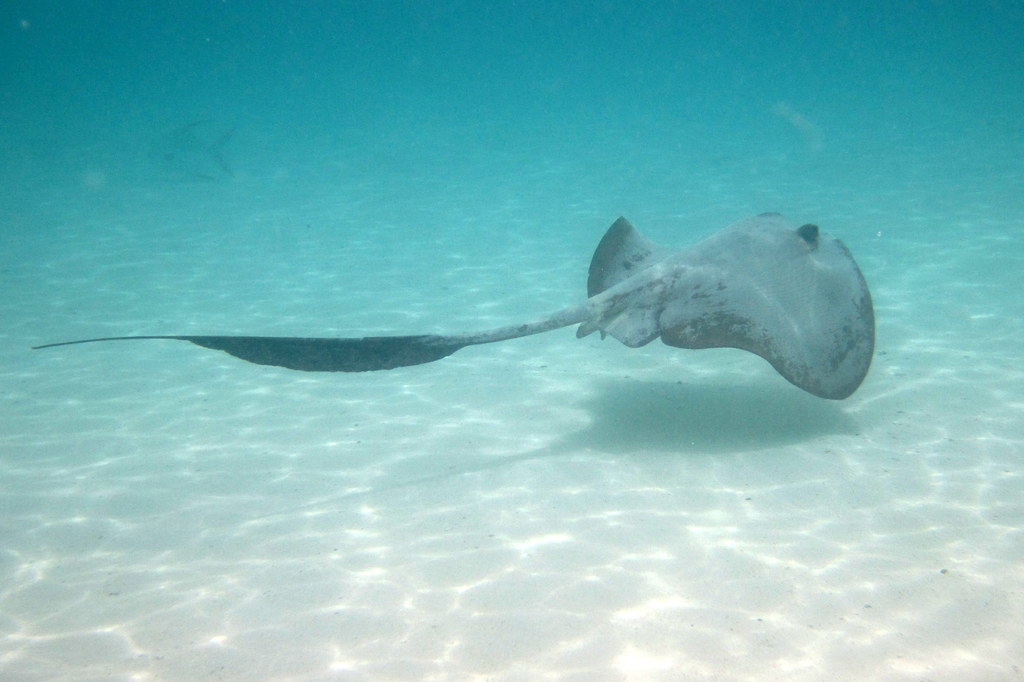 Broad Cowtail Ray