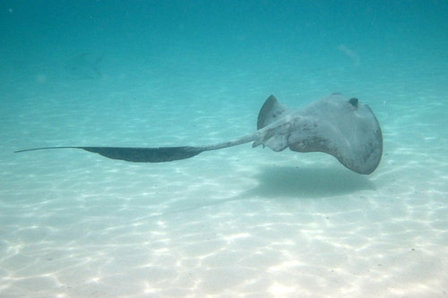 Broad Cowtail Stingray
