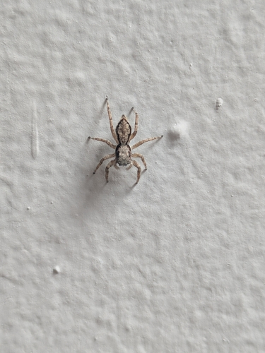 Gray Wall Jumping Spider
