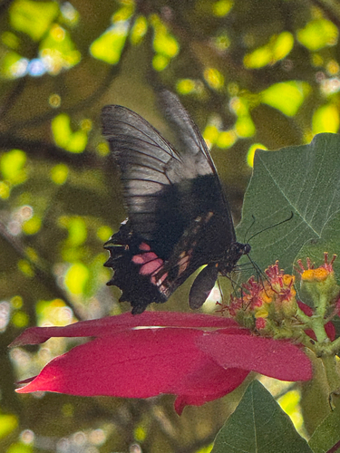 Ruby-spotted Swallowtail