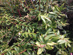 Thibaudia floribunda