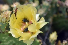 Strangalia virilis
