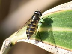 Parasyrphus punctulatus