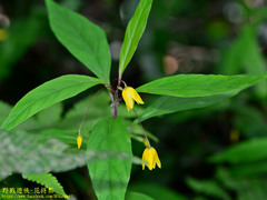 Lysimachia ardisioides