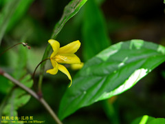 Lysimachia ardisioides