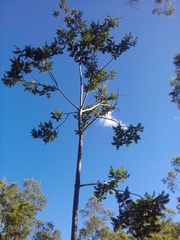 Flindersia schottiana