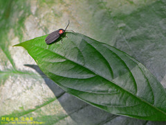 Pyrocoelia formosana