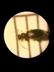 Hirticomus hispidus