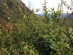 Thibaudia floribunda