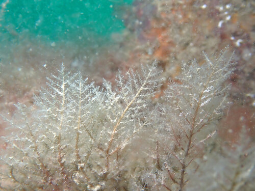 Halecium observed 2026-05-30