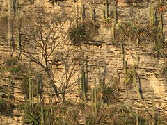 Cephalocereus apicicephalium