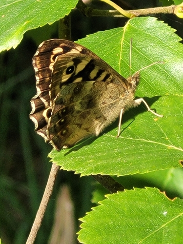 Speckled Wood