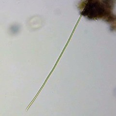 Phormidium autumnale