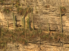 Cephalocereus apicicephalium