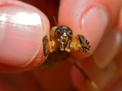 Gryllotalpa africana