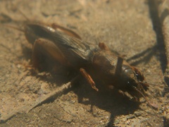 Gryllotalpa africana