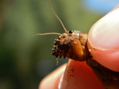 Gryllotalpa africana