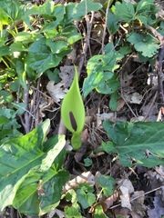 Arum maculatum