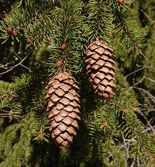 Picea abies