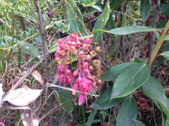 Thibaudia floribunda