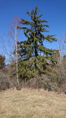 Picea abies