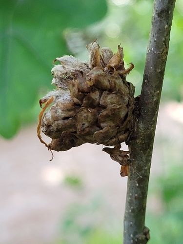 Oak Artichoke Gall Wasp