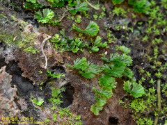 Crepidomanes minutum