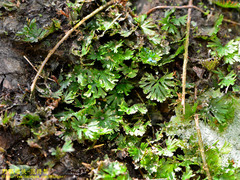 Crepidomanes minutum