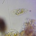 Hartmannellidae - Photo 由 Vicente Franch Meneu 所上傳的 (c) Vicente Franch Meneu，保留部份權利CC BY-NC