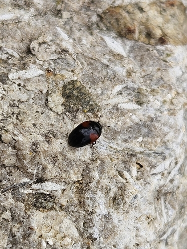Tritoma bipustulata