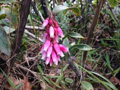 Thibaudia floribunda