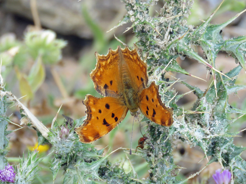 Southern Comma