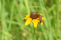 Strangalia sexnotata