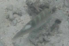 Choerodon cyanodus