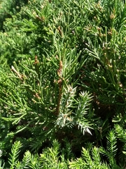Juniperus chinensis