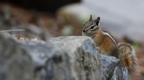 Uinta Chipmunk observed by daughterdad