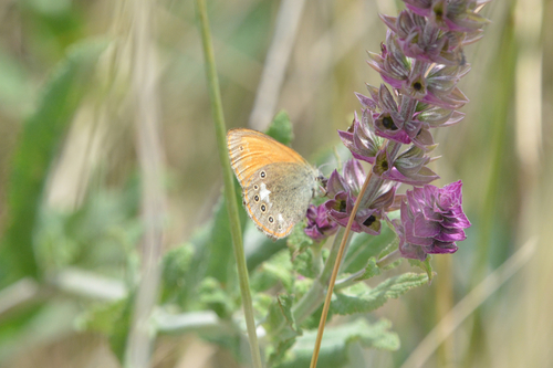 Chestnut Heath