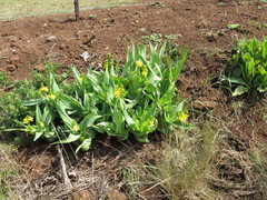 Hypoxis colchicifolia
