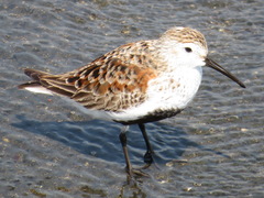 Calidris alpina
