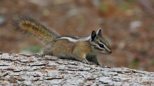 Uinta Chipmunk observed by daughterdad