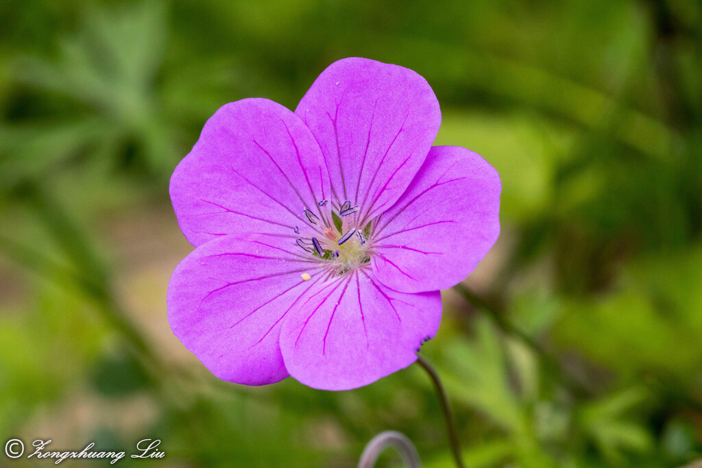 Geranium pylzowianum