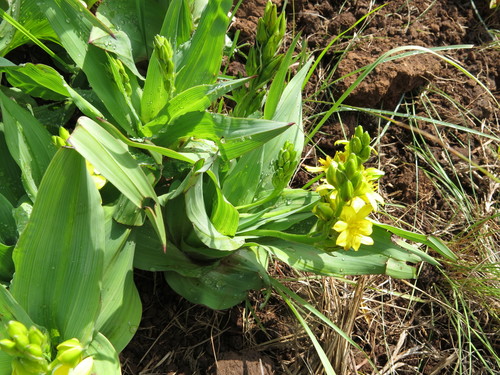 Broad-leaved hypoxis (Hypoxis colchicifolia)