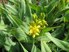 Hypoxis colchicifolia